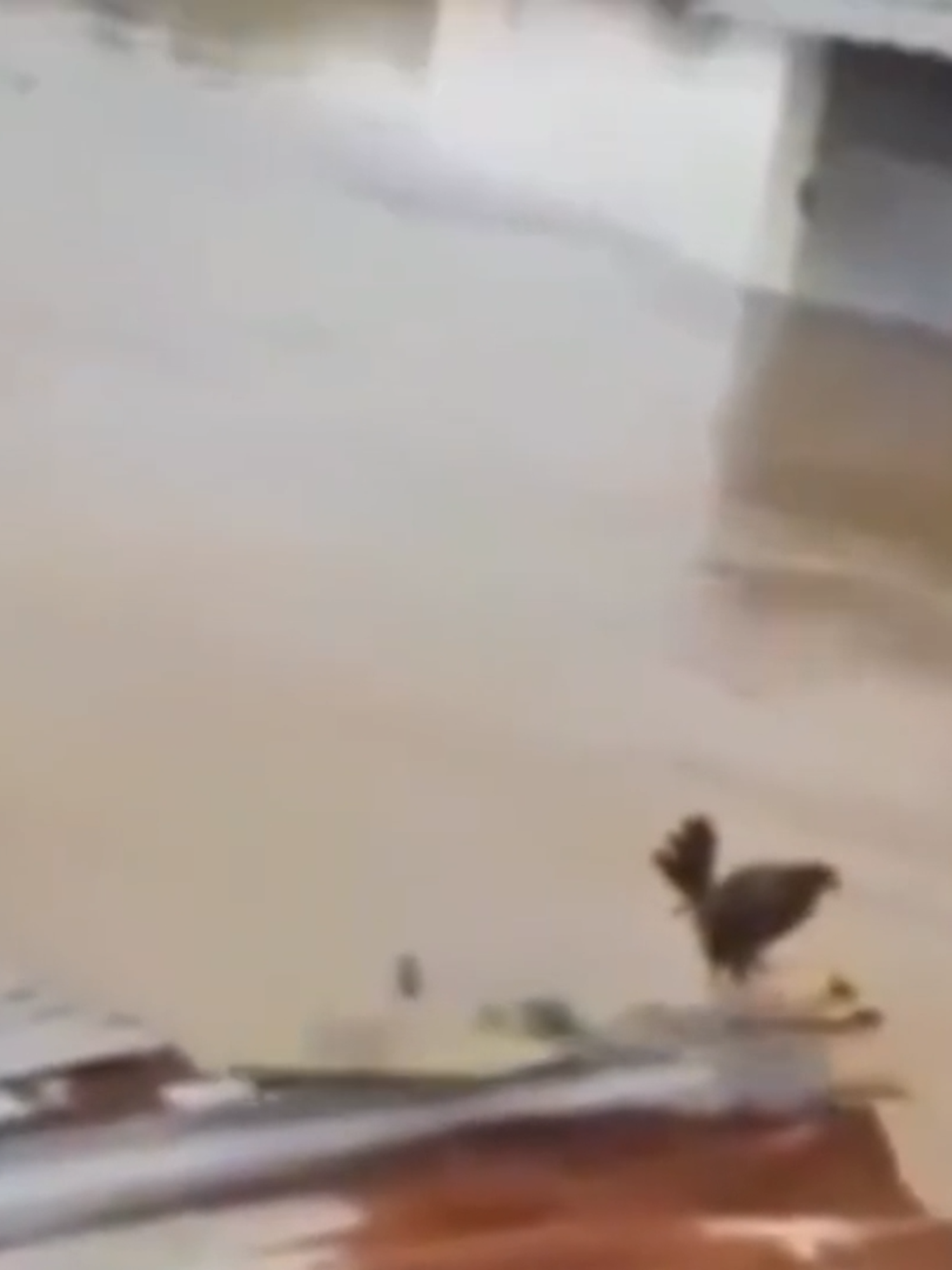 @𝐅𝐅𝐰𝐭𝐜𝐡