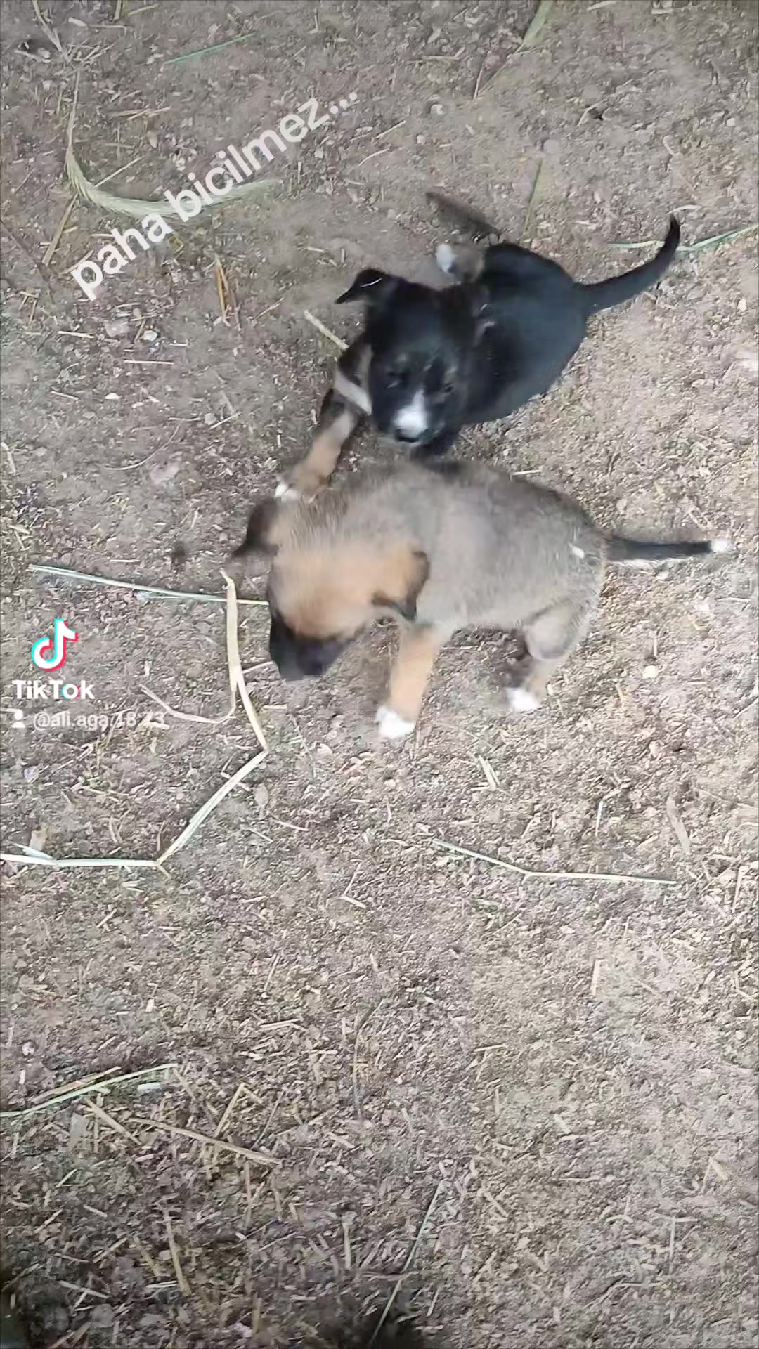 @🤘🇹🇷Yüce Osmanlı🇹🇷🤘
