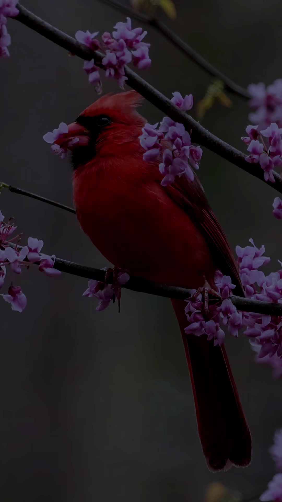 @𝕯𝖊𝖓𝖎𝖘 𝖊𝖑 𝖙𝖎𝖌𝖗𝖊