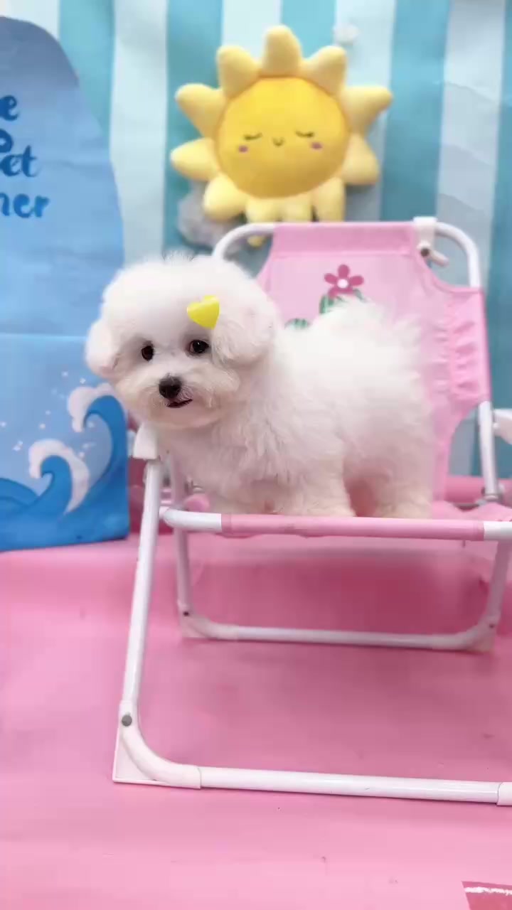 @PetHouse - Thế giới Pet