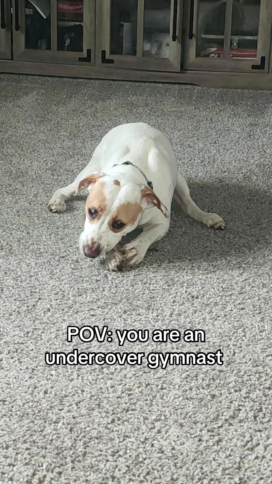@Sproutie 🐶
