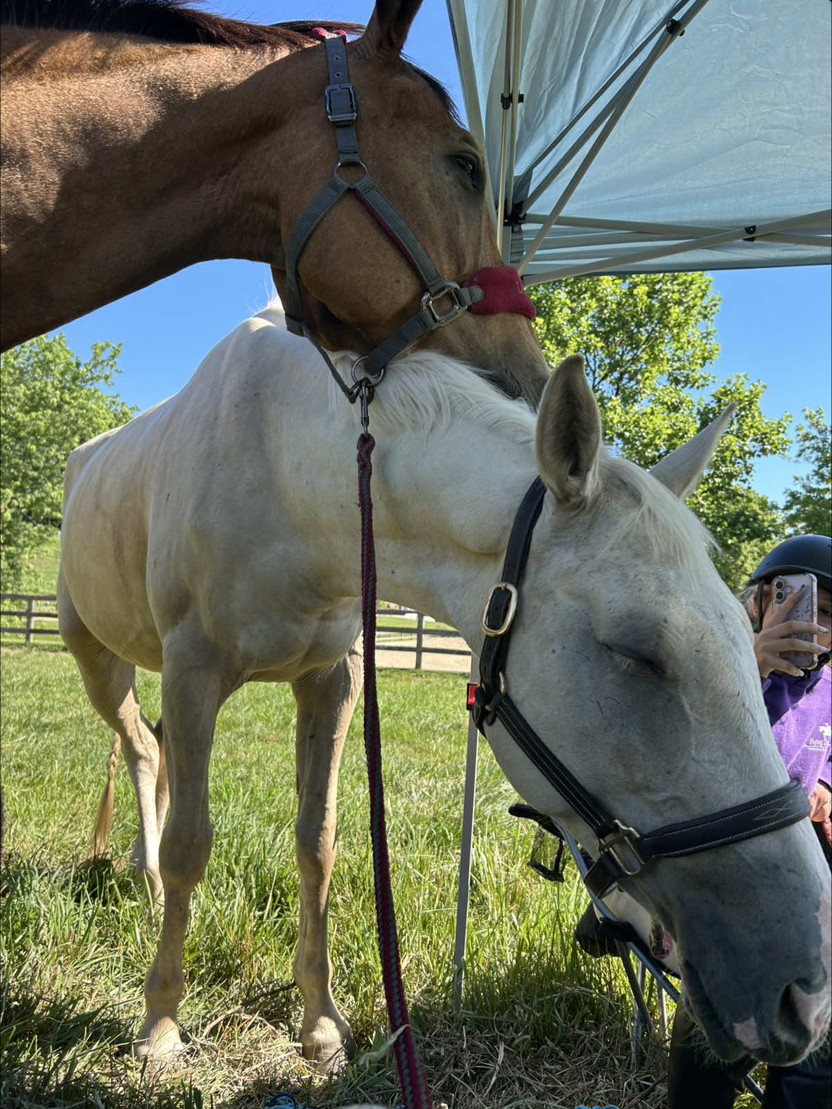 @Aftyn 🐎