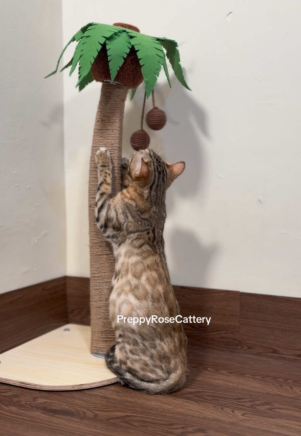 @PreppyRoseCattery