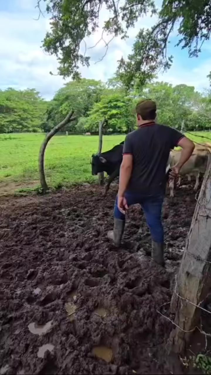 @leopereira compra venta ganado