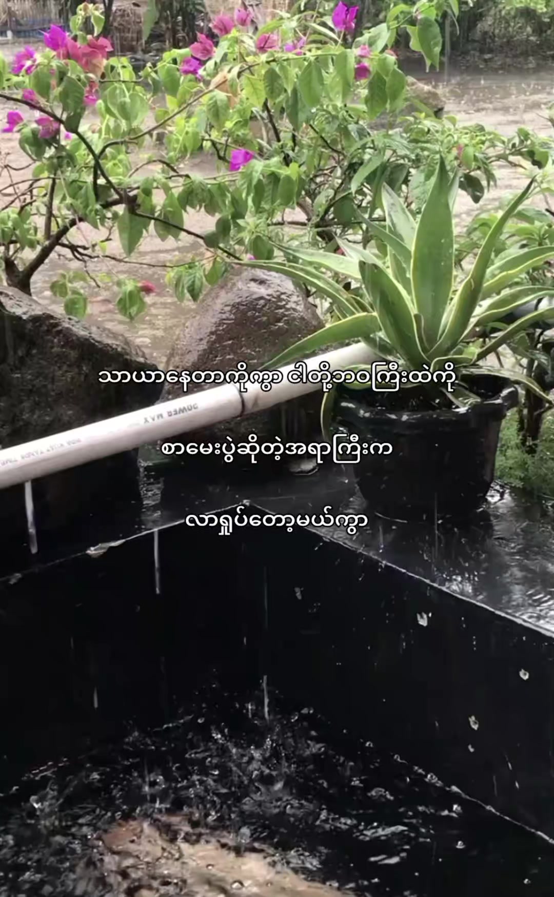 @๐ฃ๐ฅ๐๐ ๐ ๐๐ฌ๐ก๐ก ||๐ฃ๐ฅ๐ฆ๐ง