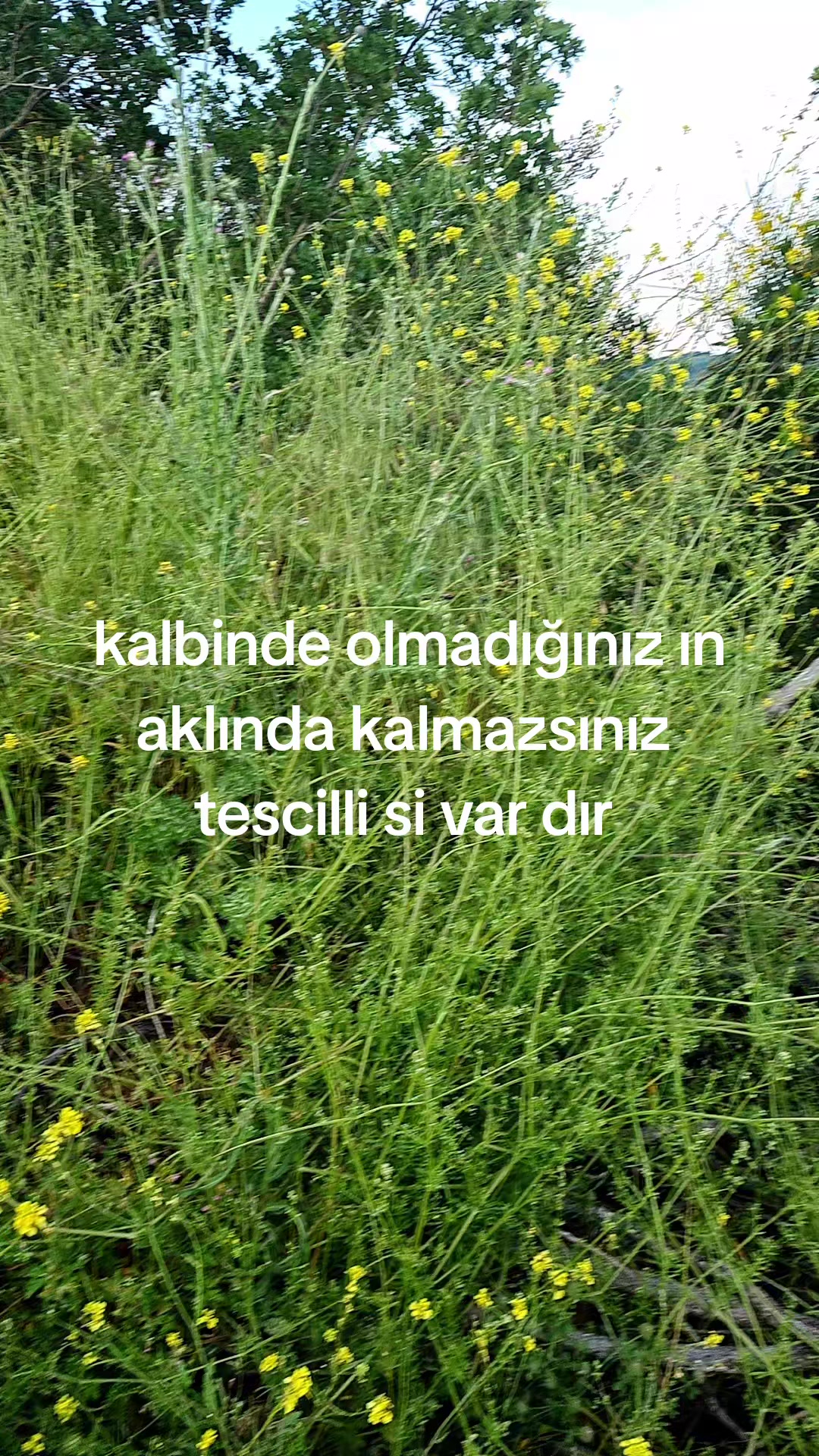 @Nazife Horoz