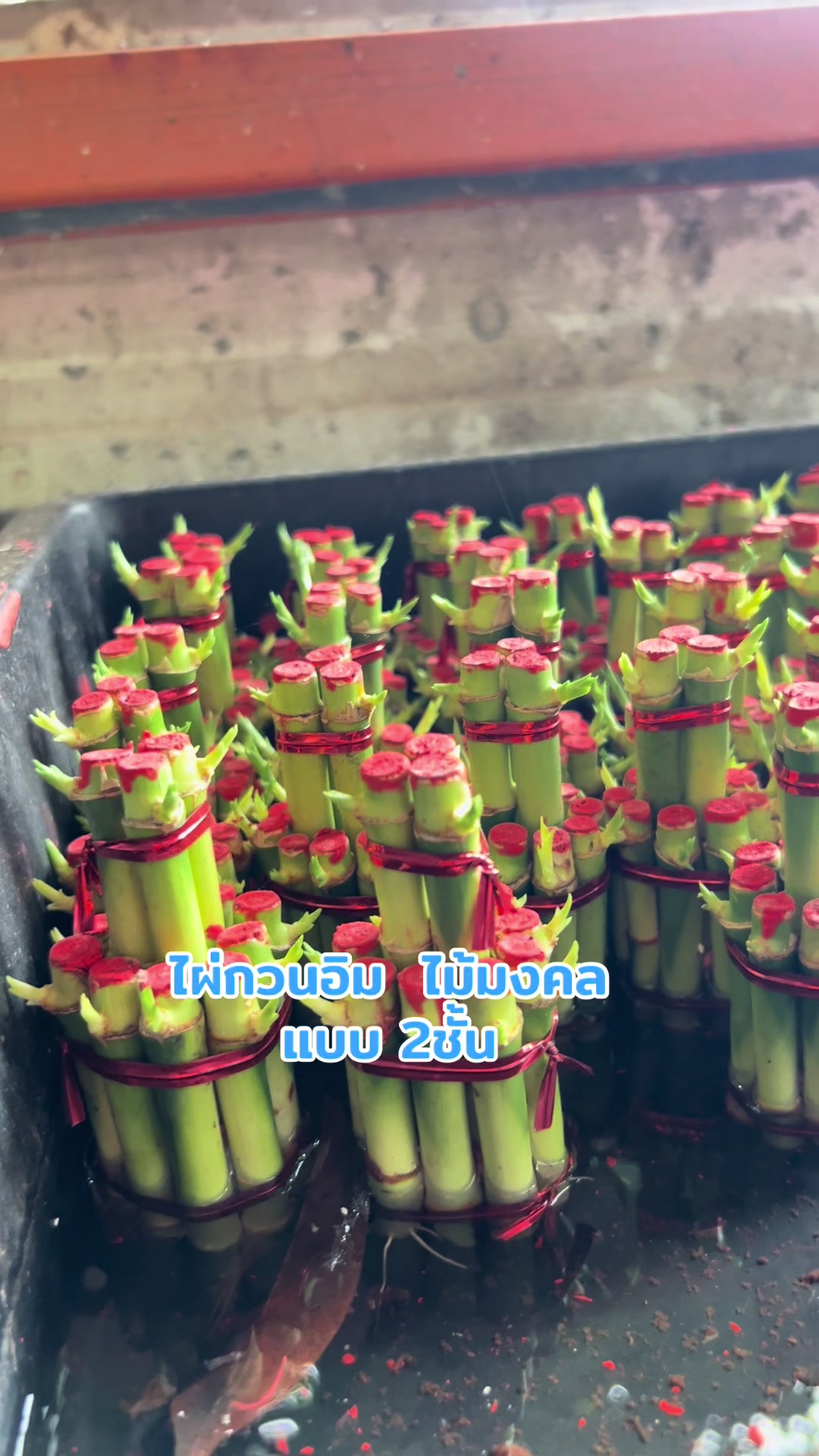 @ไผ่กวนอิมใส่โหลปลากัด