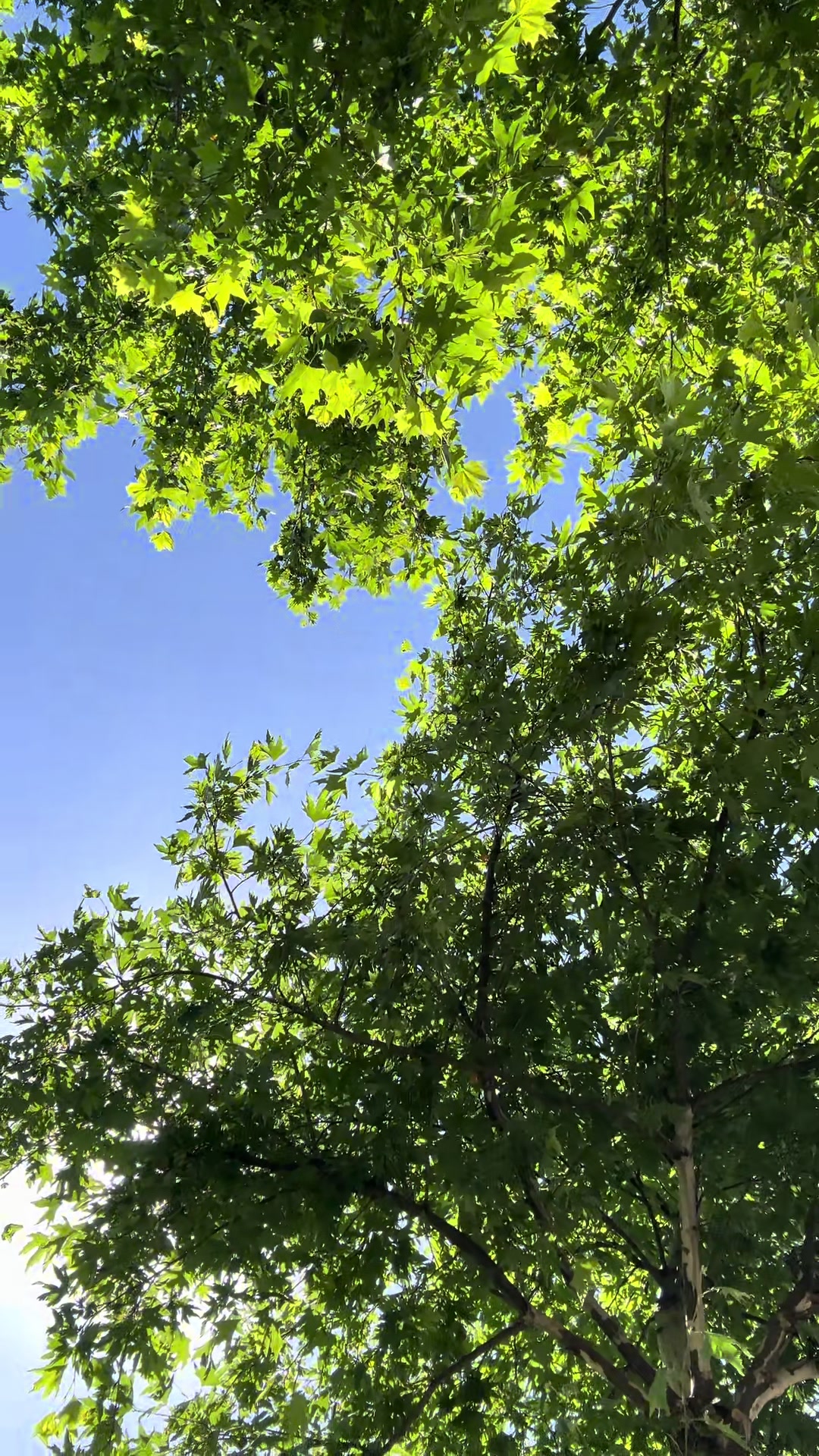 @Nalan Doğan27