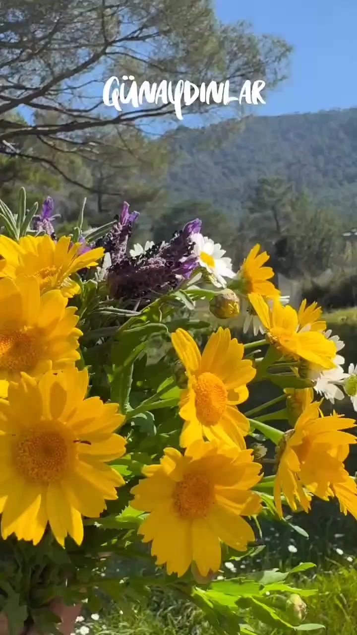 @ɯǝlɐnʞolı