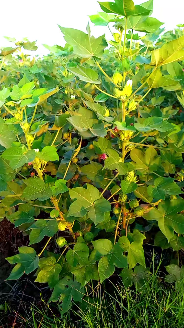 @yasirmubeenjalandharya
