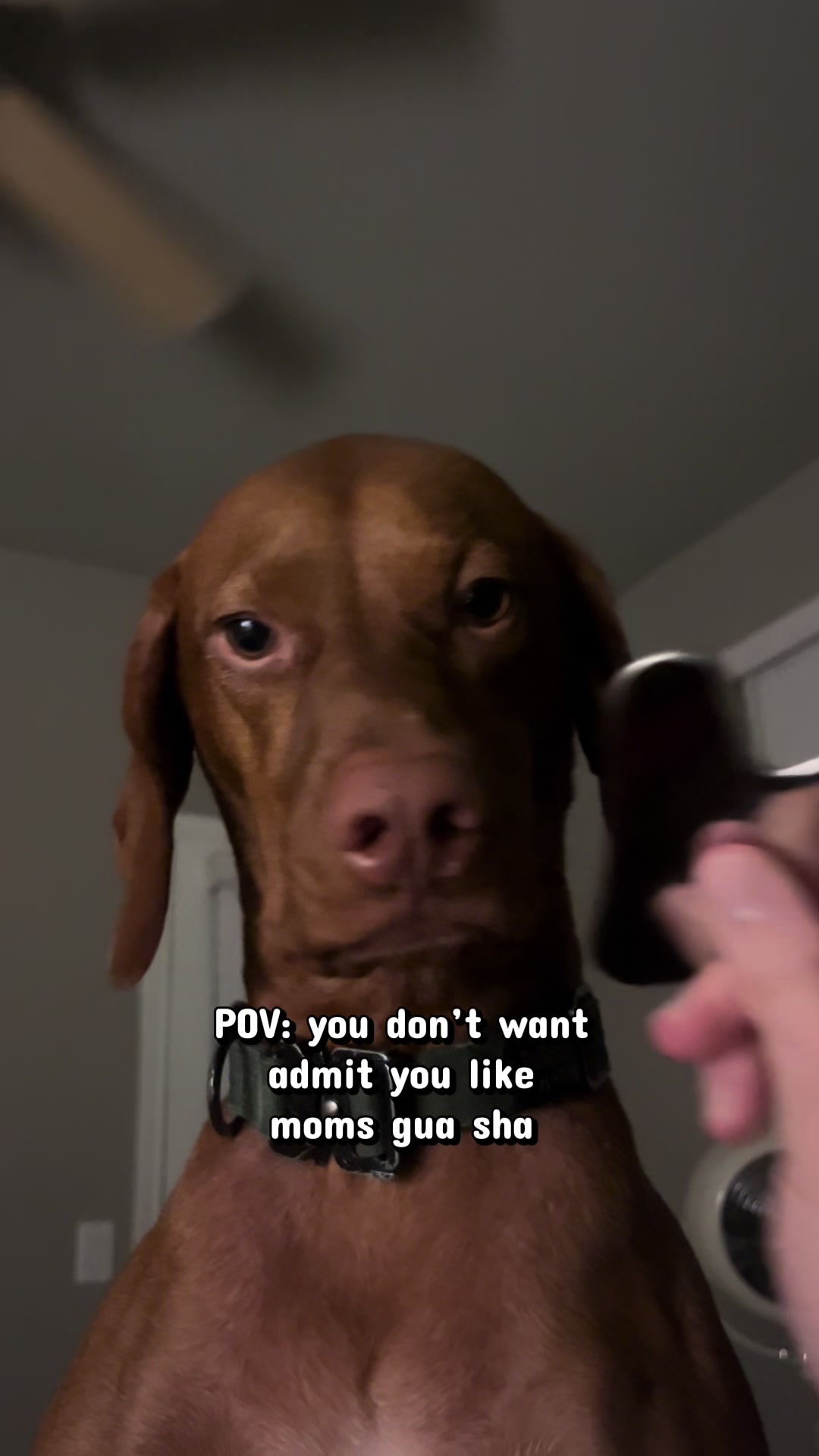 @waylonthevizsla