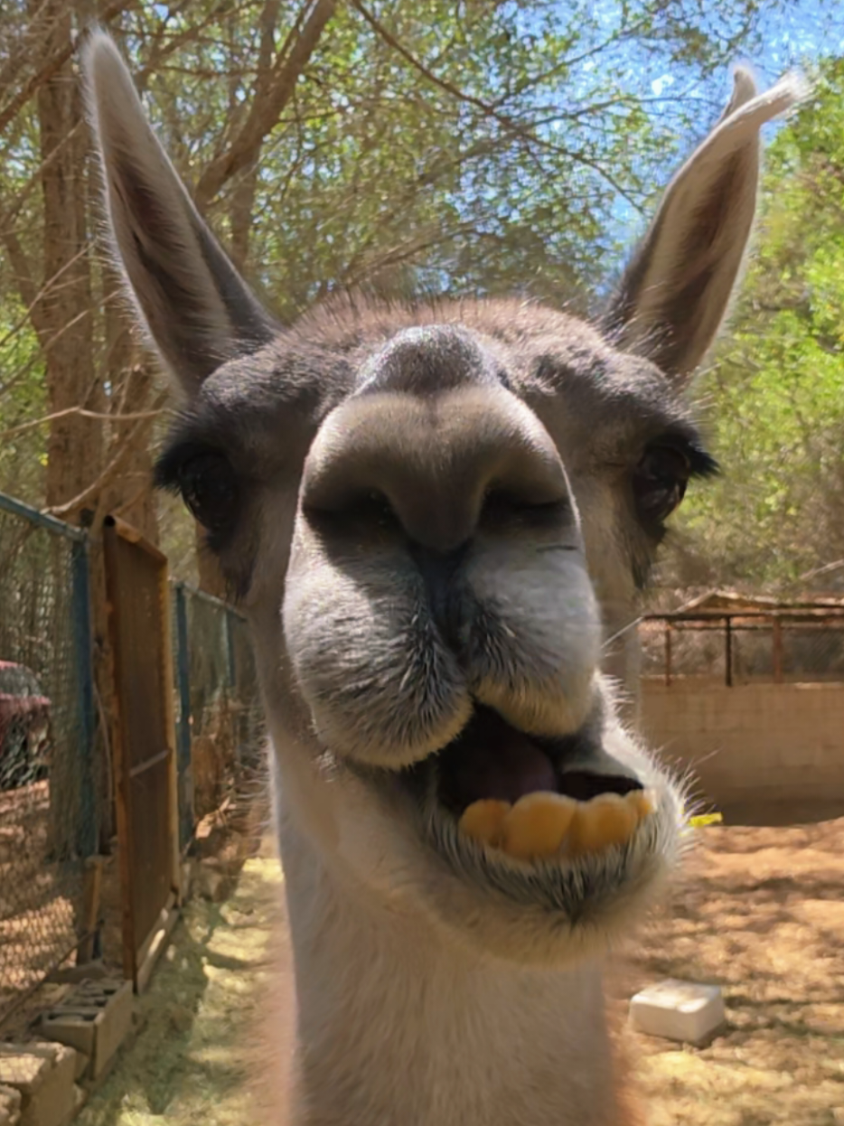 @funny:)animalsbytwins