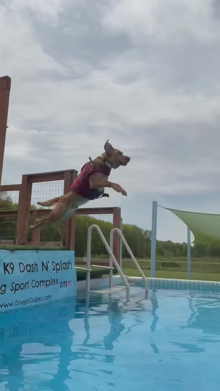 @Dukes K9 Dash n Splash