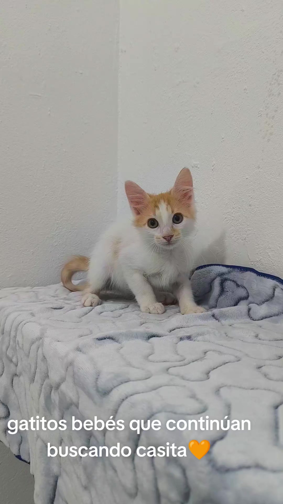 @fundación lazo animal