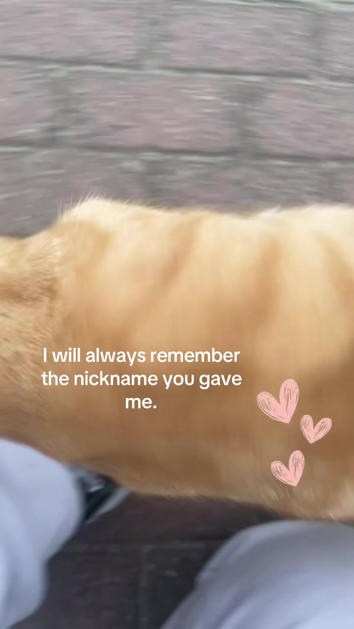 @🍂