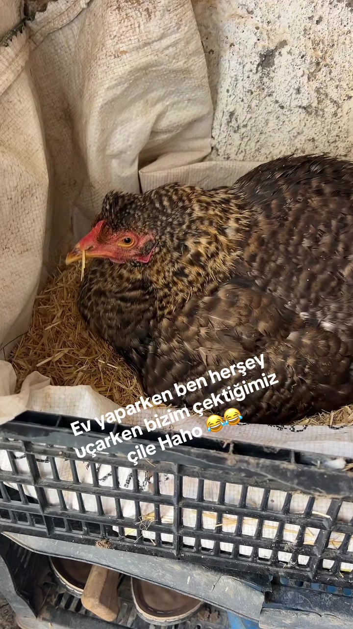 @Mesut Ergül