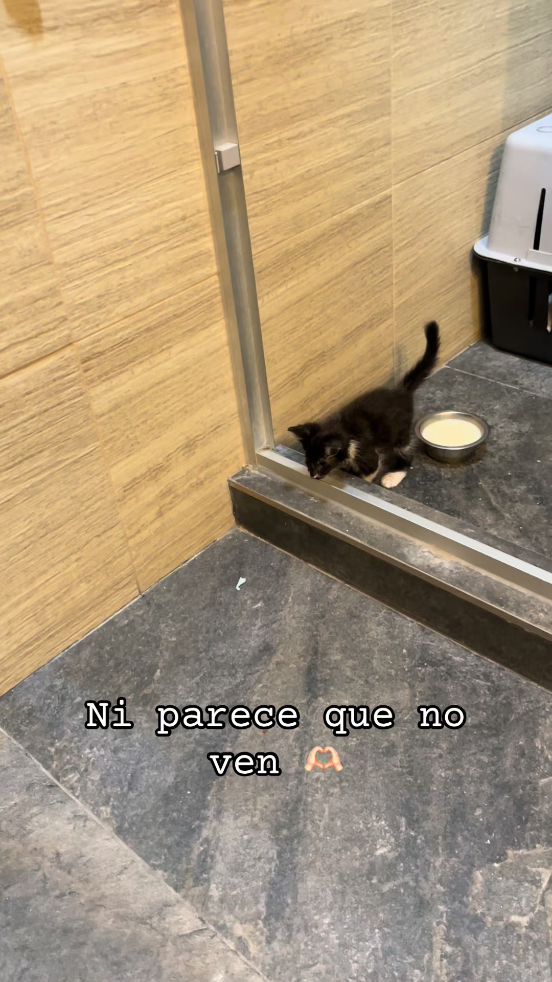 @Cosas de mis gatos 🐱