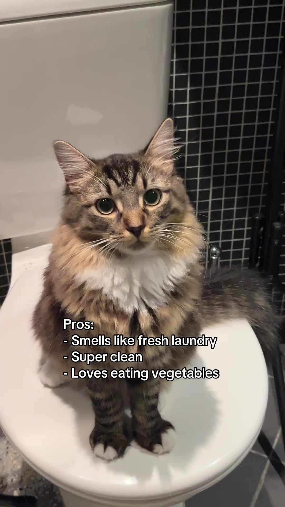 @Mozzie The Cat