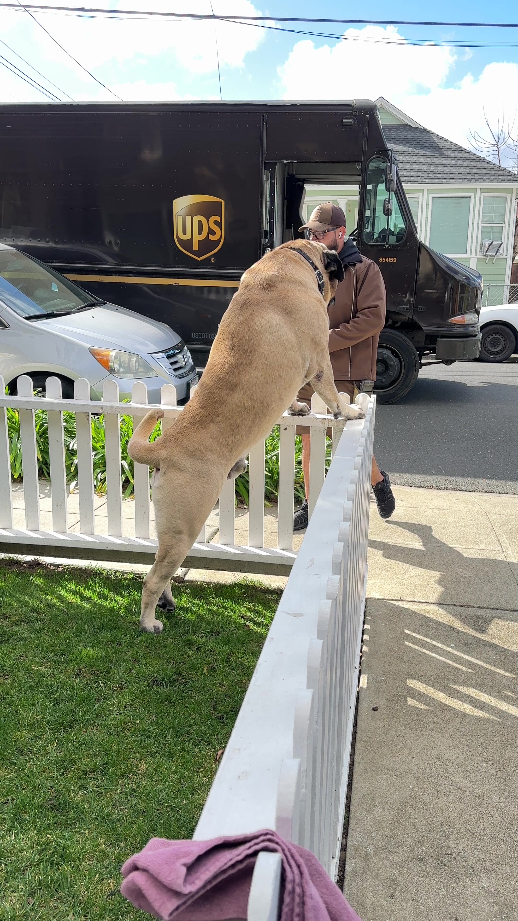 @Fronkythemastiff