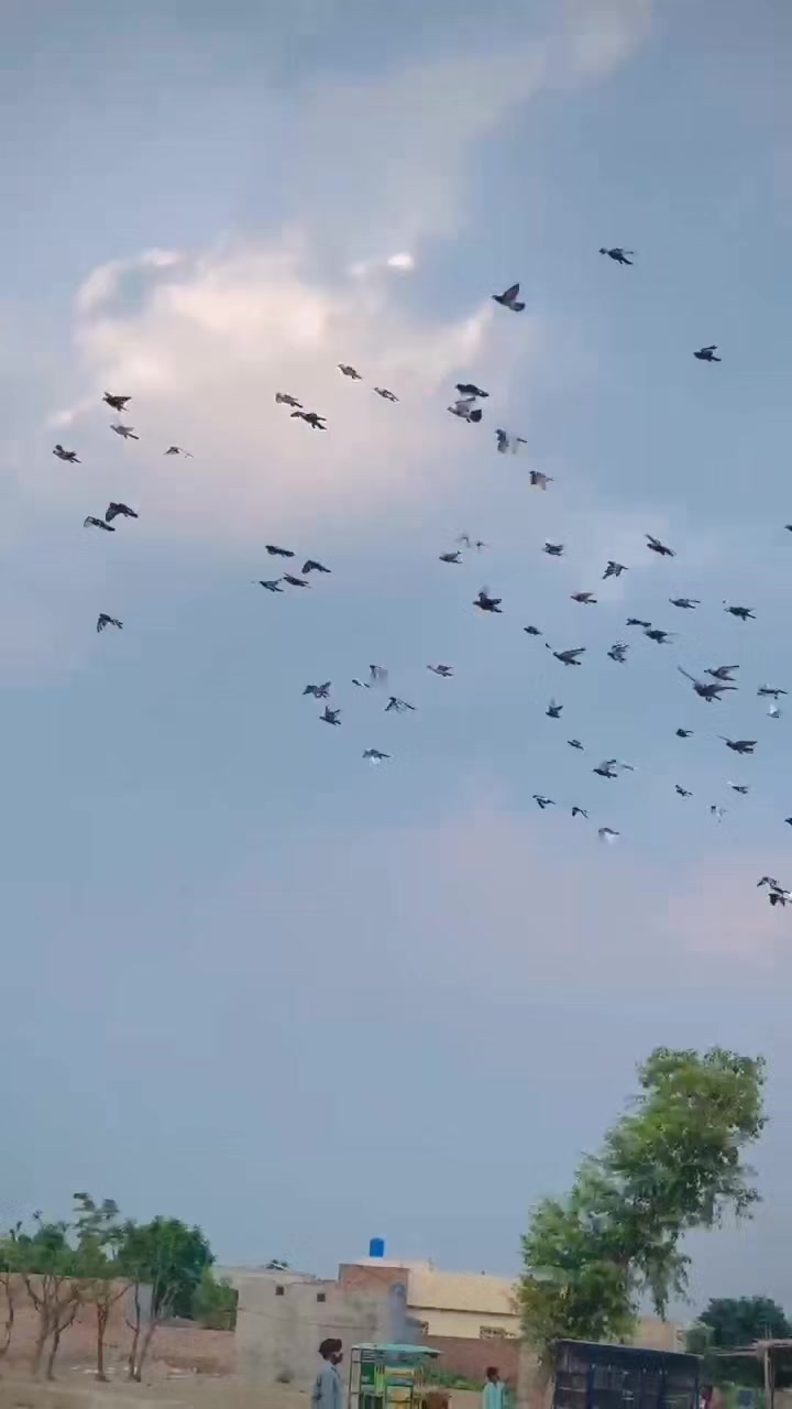 @عدیل رحمن لیہ وال کبوتر باز
