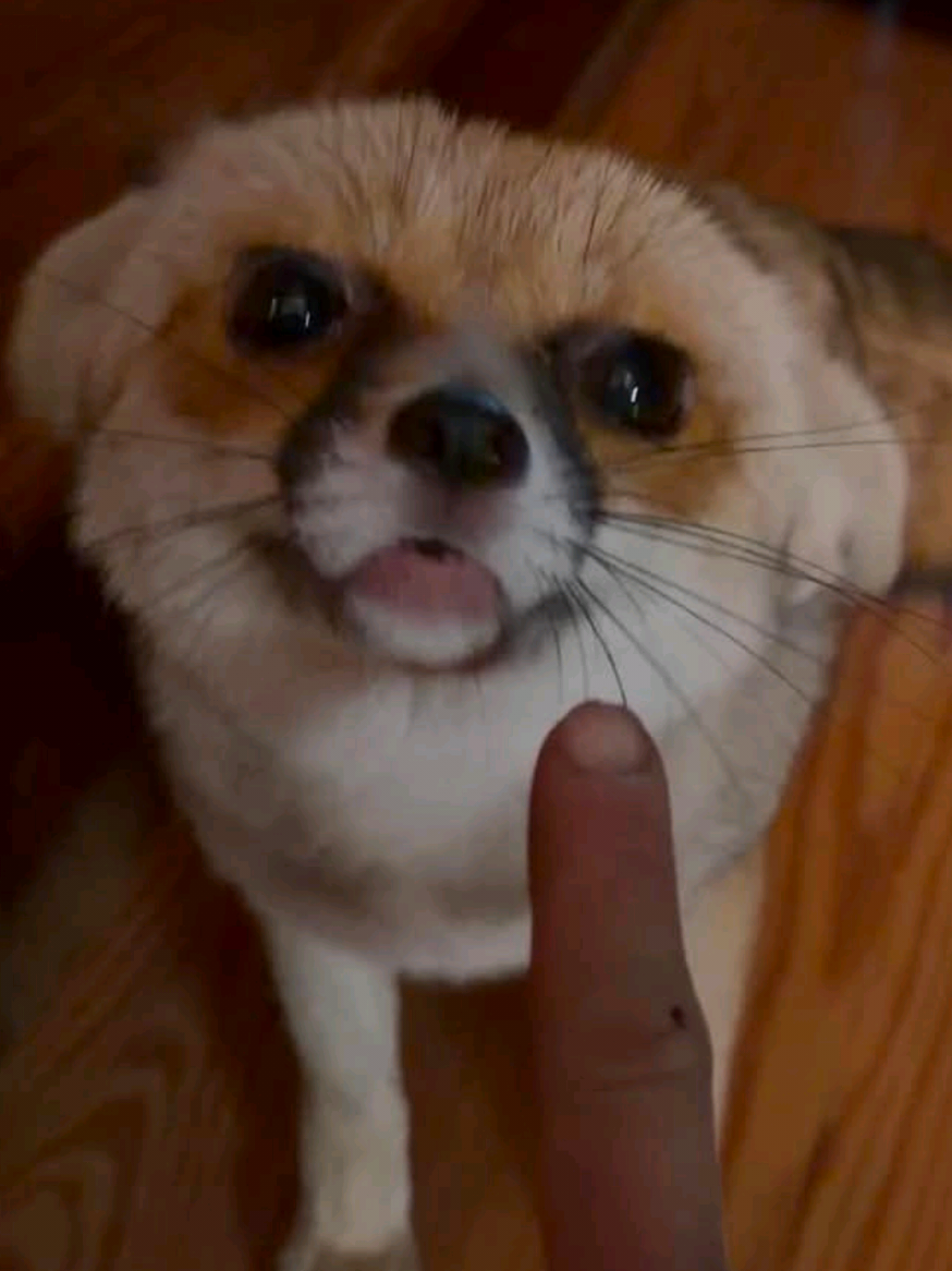 @saveafox