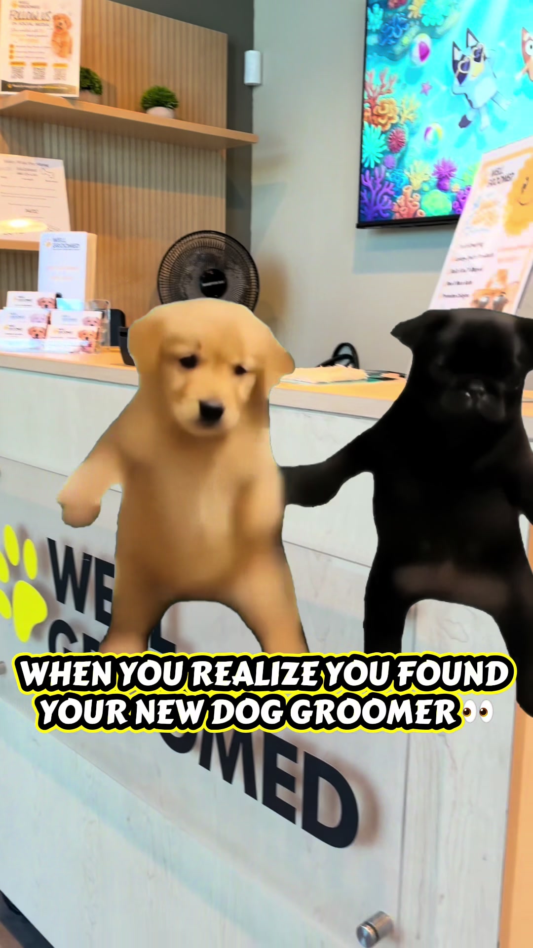 @Well Groomed Queen Creek