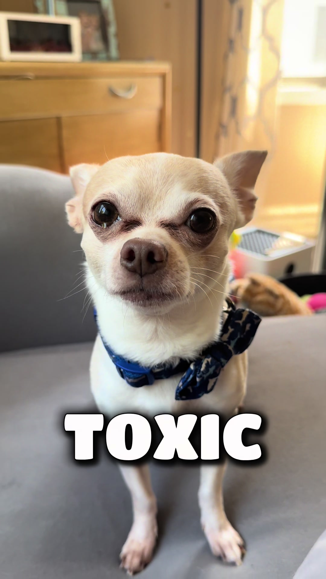 @Frankie the Chihuahua