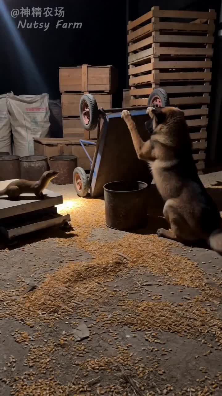@NutsyFarm