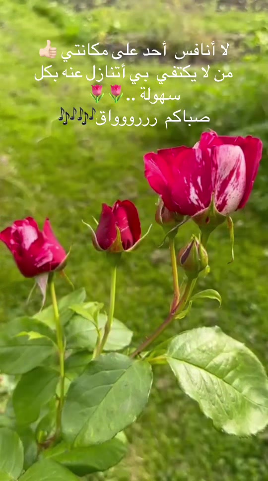@Roza Issa