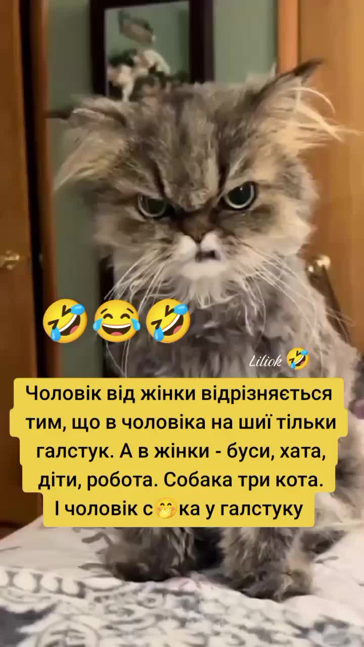 @✨Liliok✨