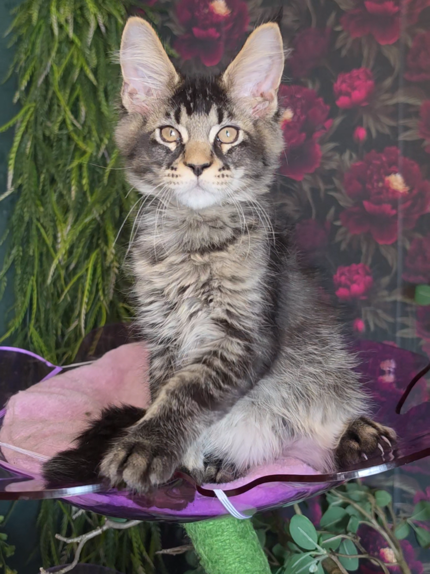 @Peaky Claws Cattery