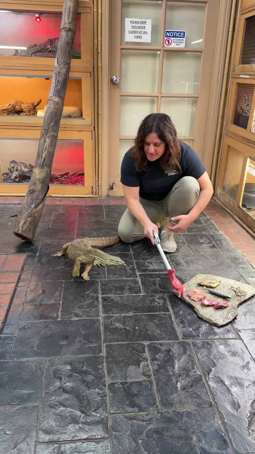 @The Reptile Zoo