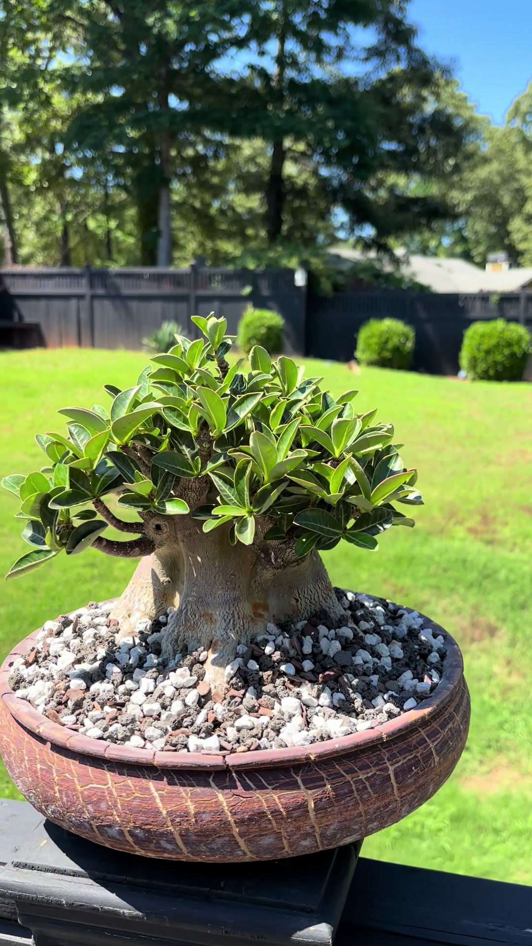 @Jerome_bonsai