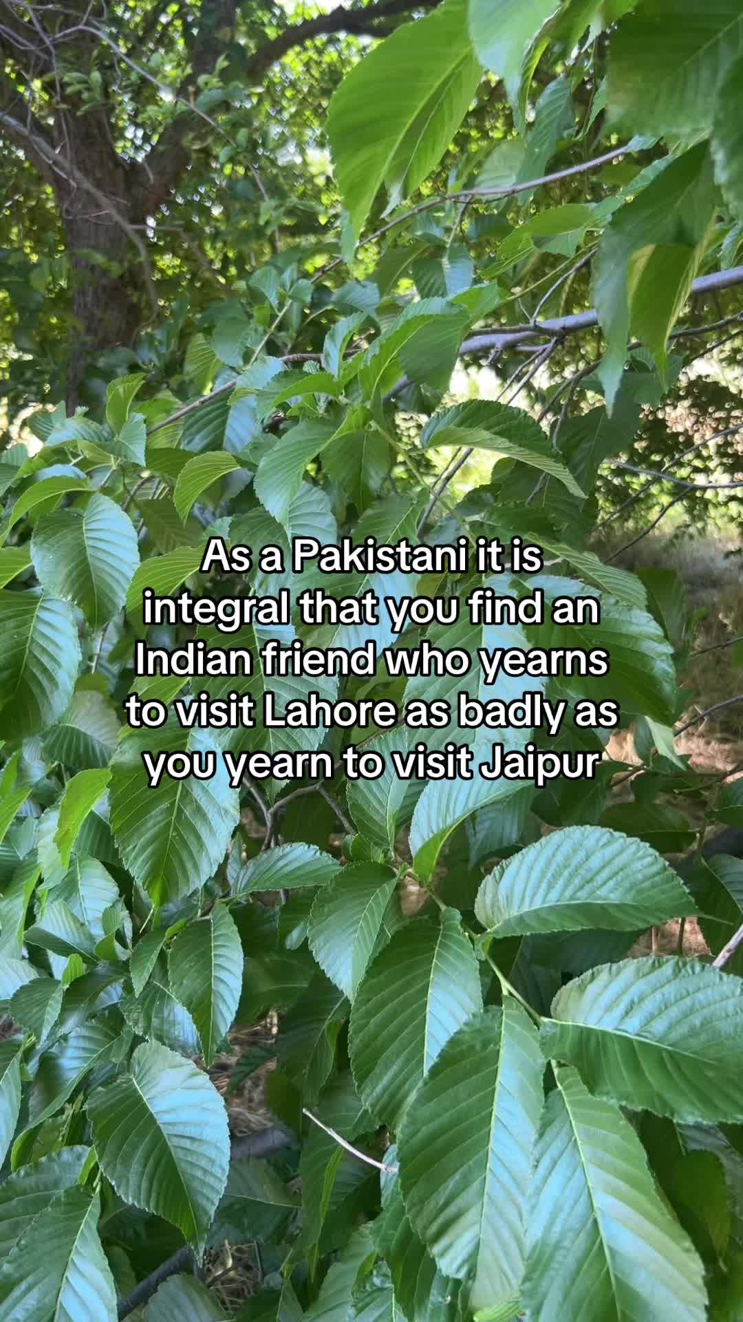 @inshirah 🪻