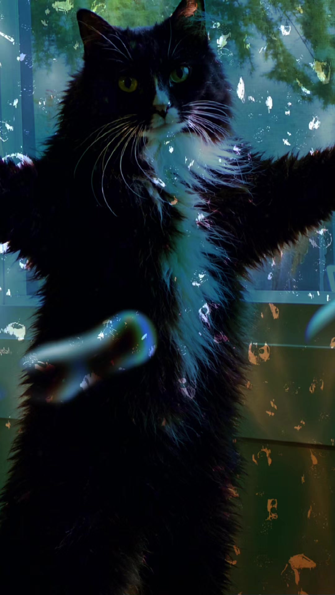 @AtticaTheTuxedoCat