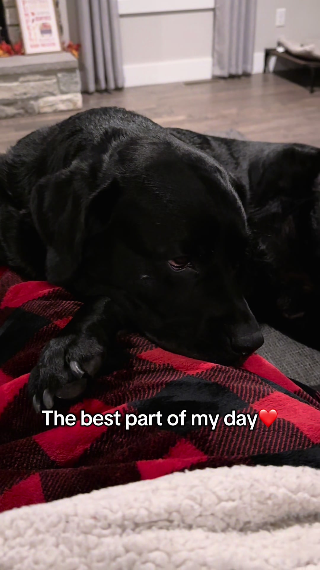 @Gunner the Good Boy Black Lab