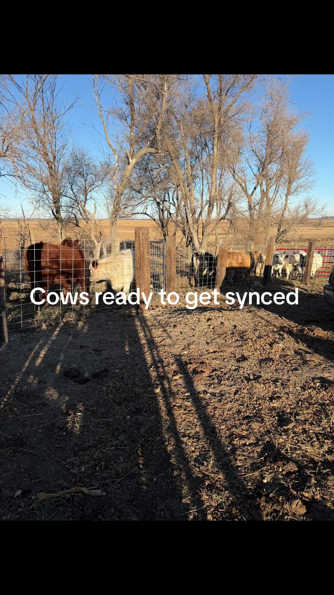 @cattleman840