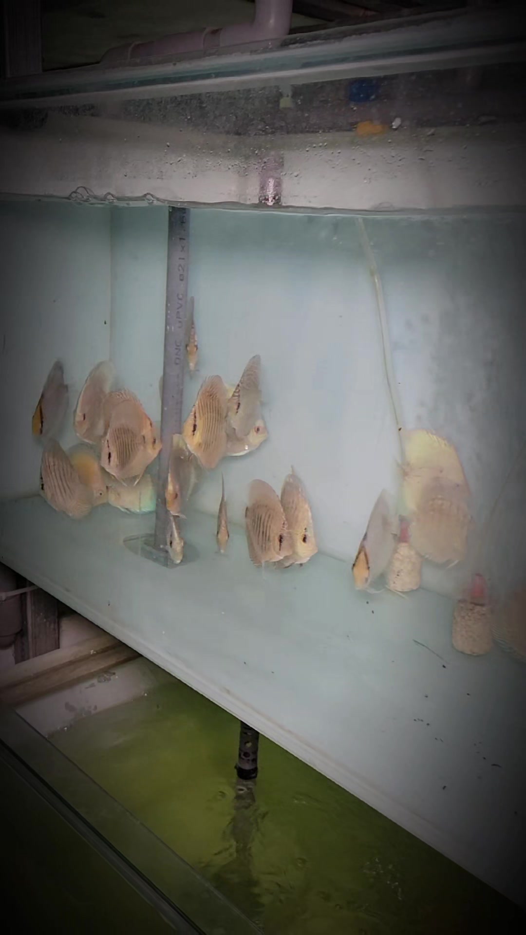 @Discus House Aquarium