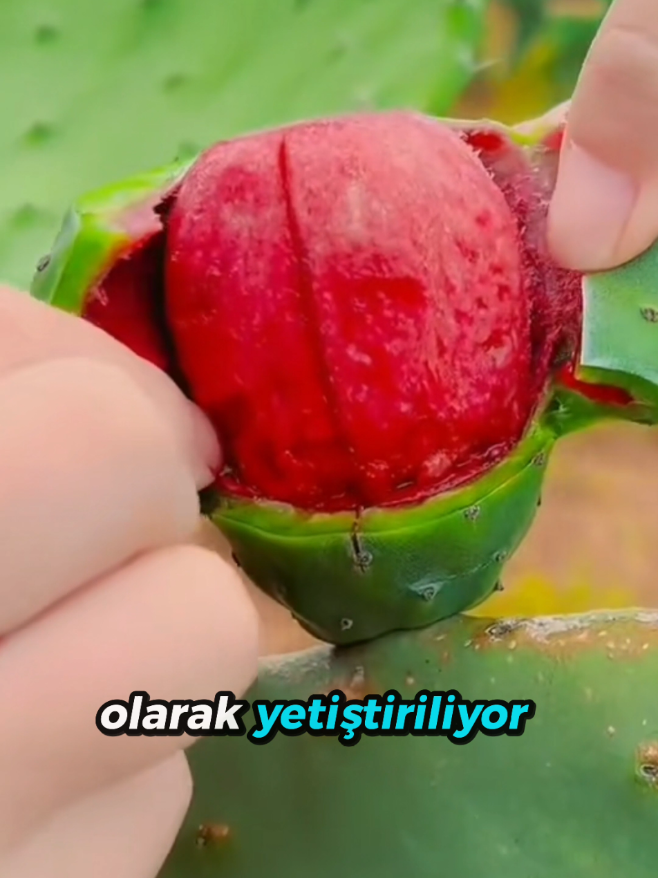 @beynegrafya