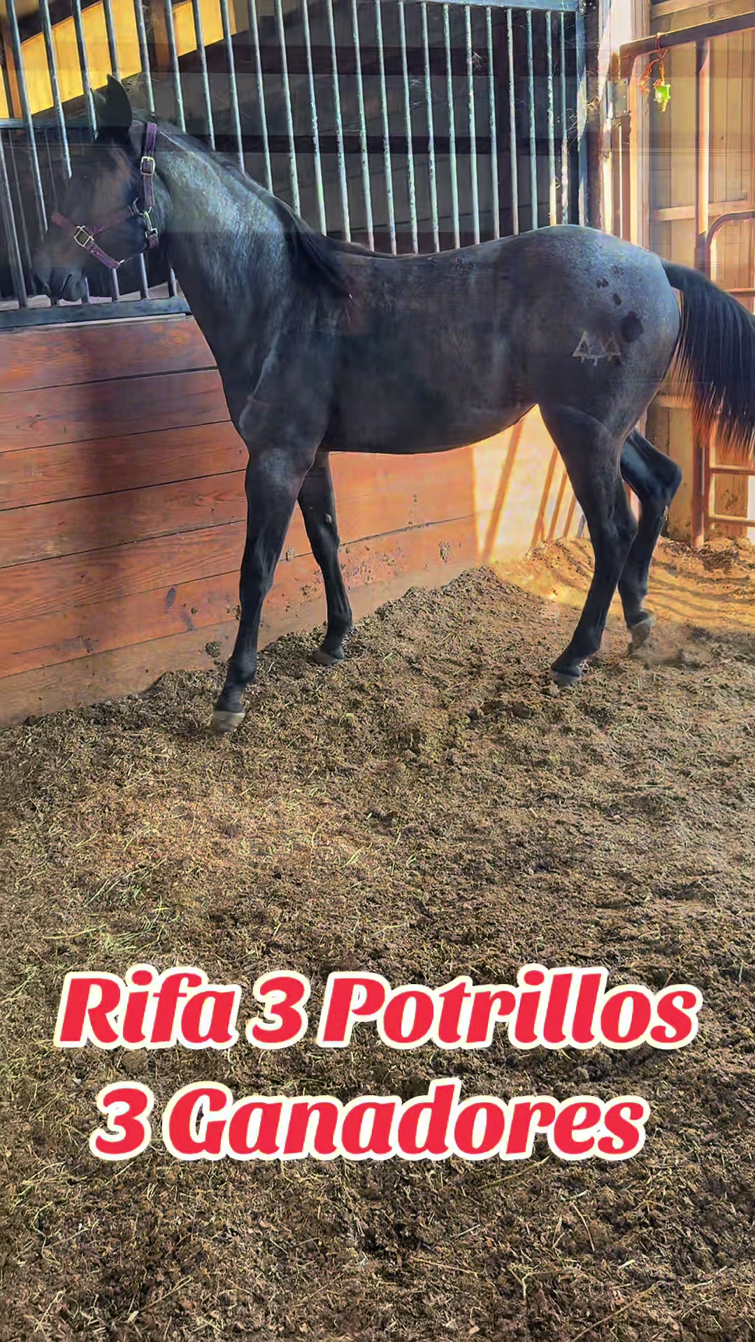 @R.L.P Quarter Horses