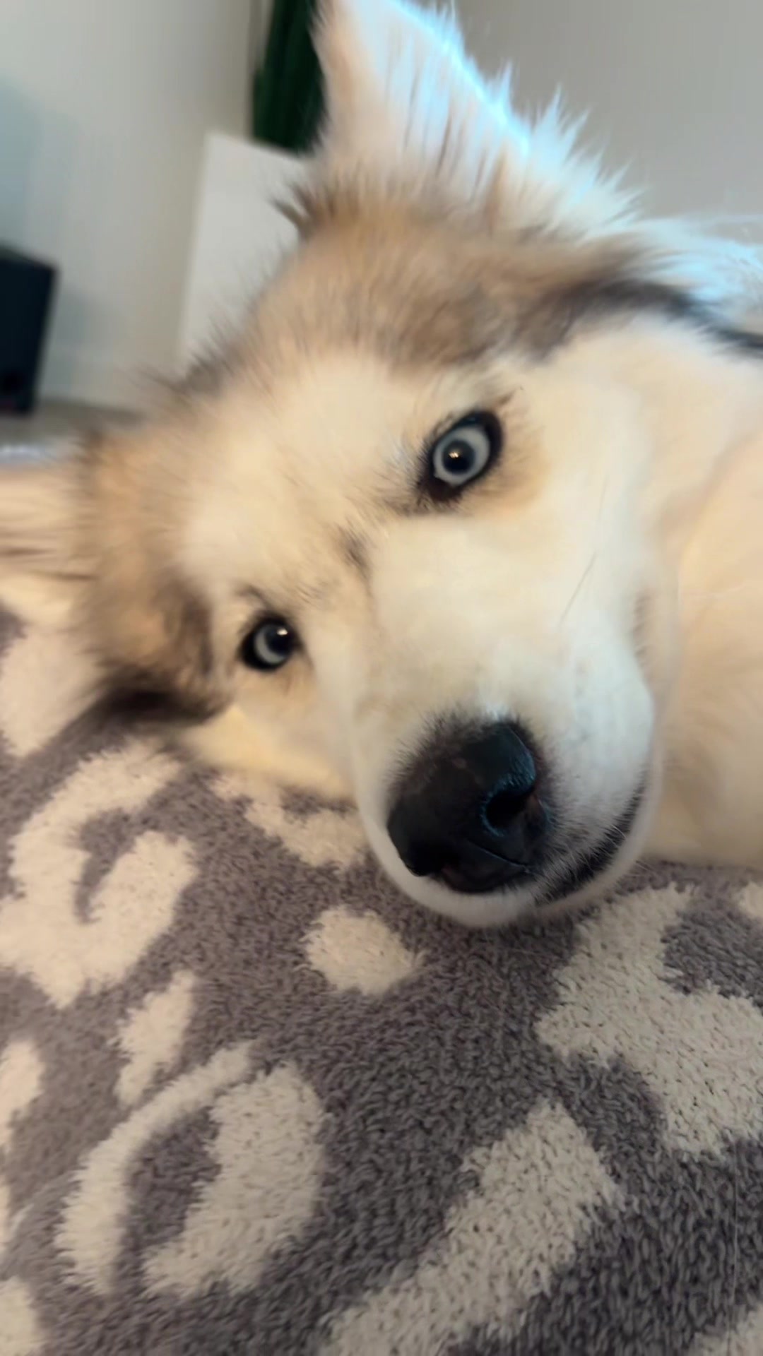 @lifewith2huskies