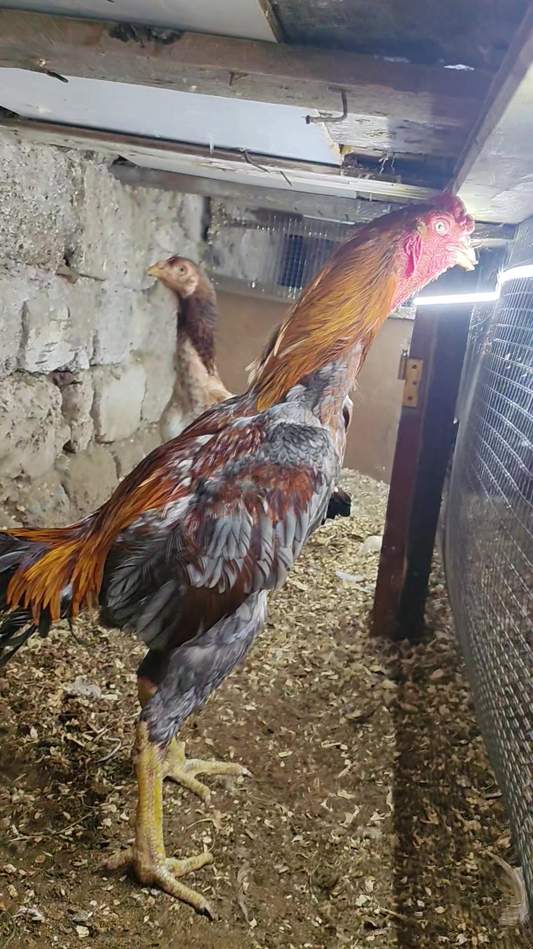 @MAŞTAĞA_QUŞCULUĞ