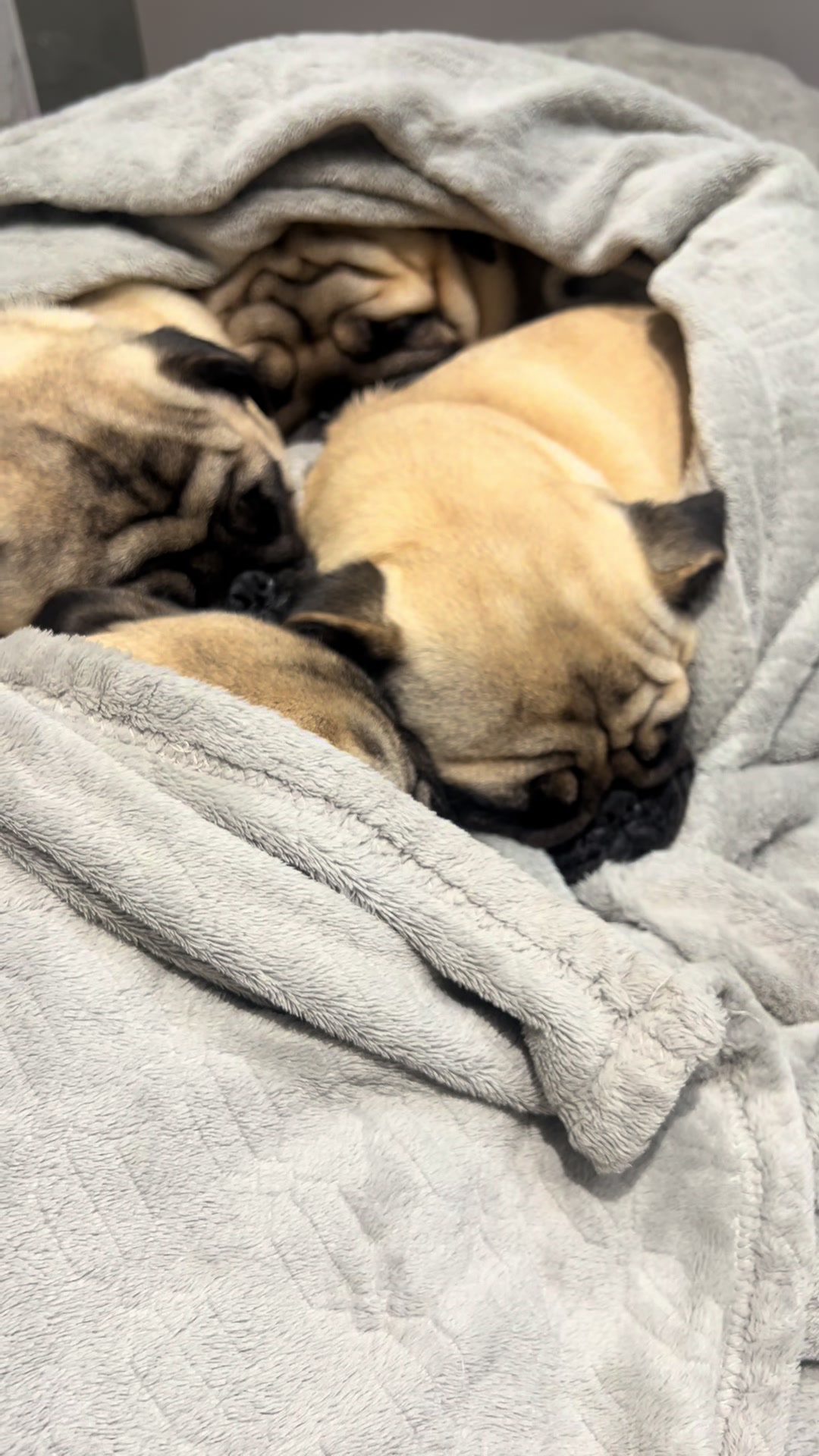 @pugSofyHarry