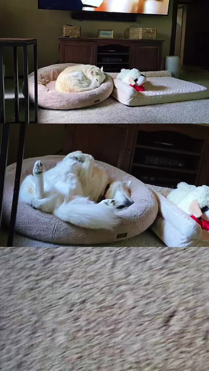 @Diane | Huskies-Jack & Jill