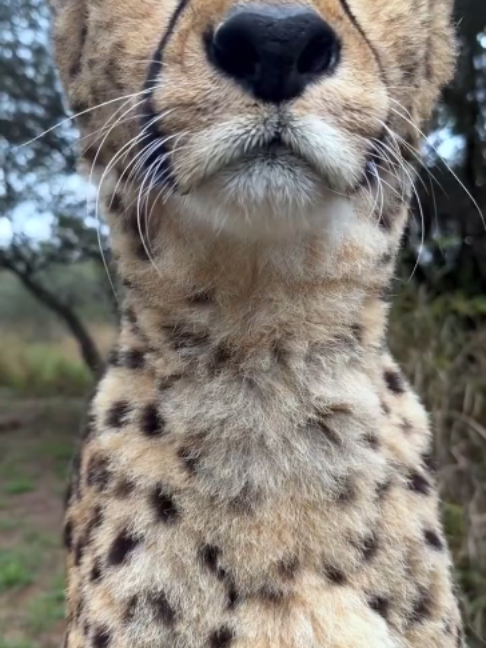 @PawblemsDaily