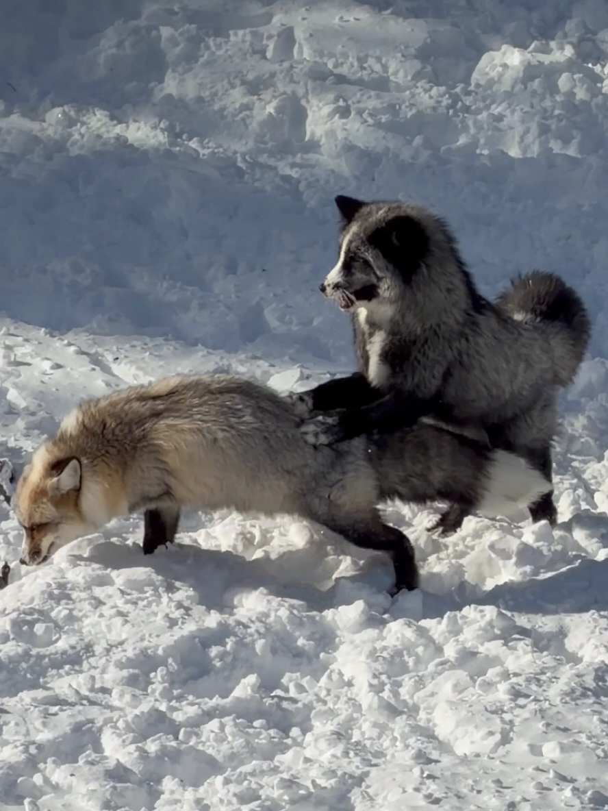 @saveafox