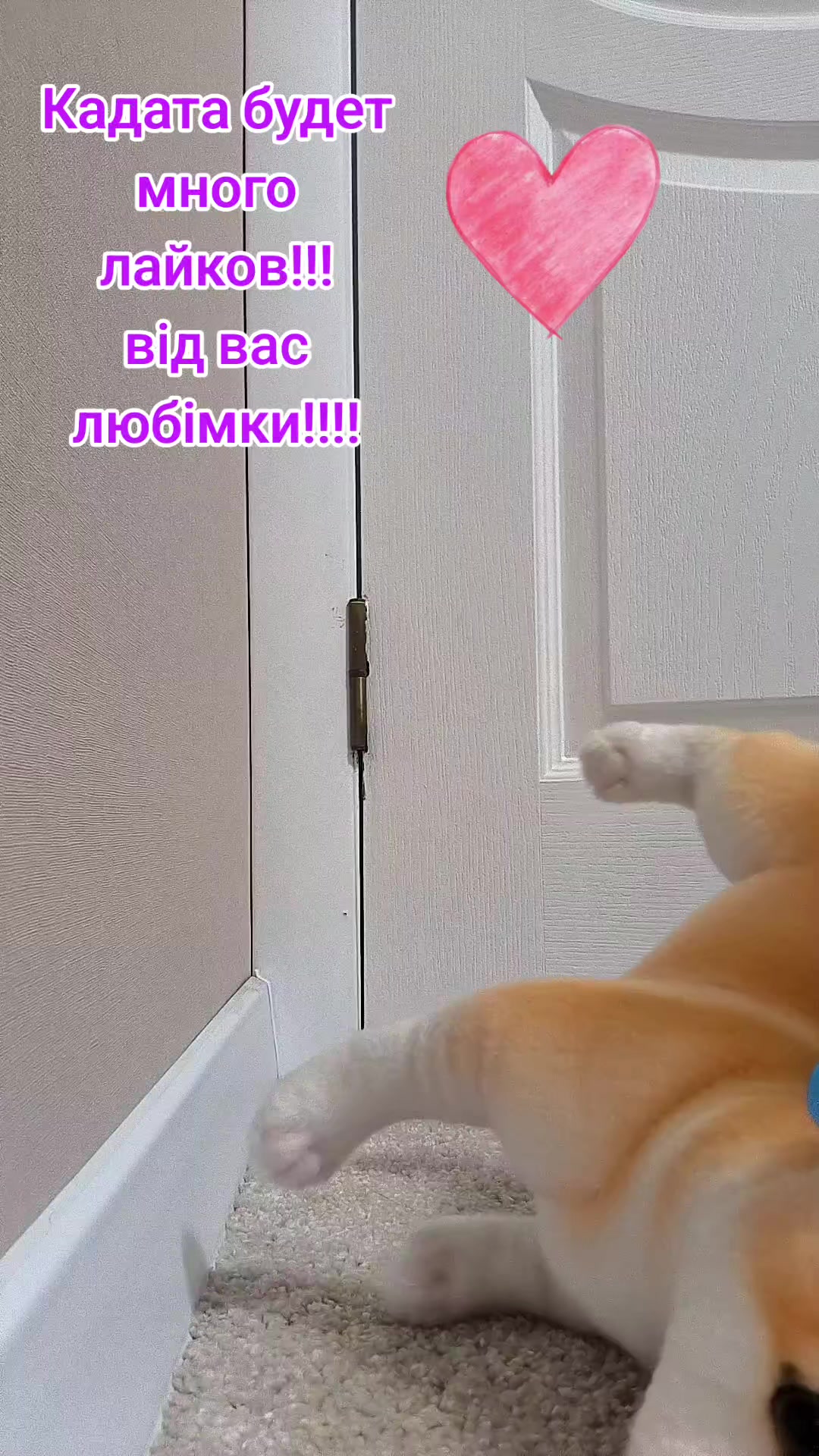 @Гіперактивні видри
