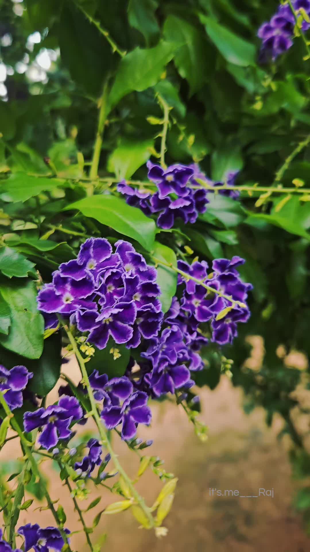 @๐ซฐ๐งกiฬถtฬถ'sฬถ.mฬถeฬถ___Rฬถaฬถjฬถ®๐งก๐ซฐ