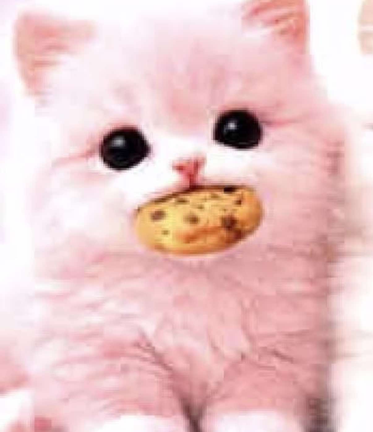 @cottagecat28