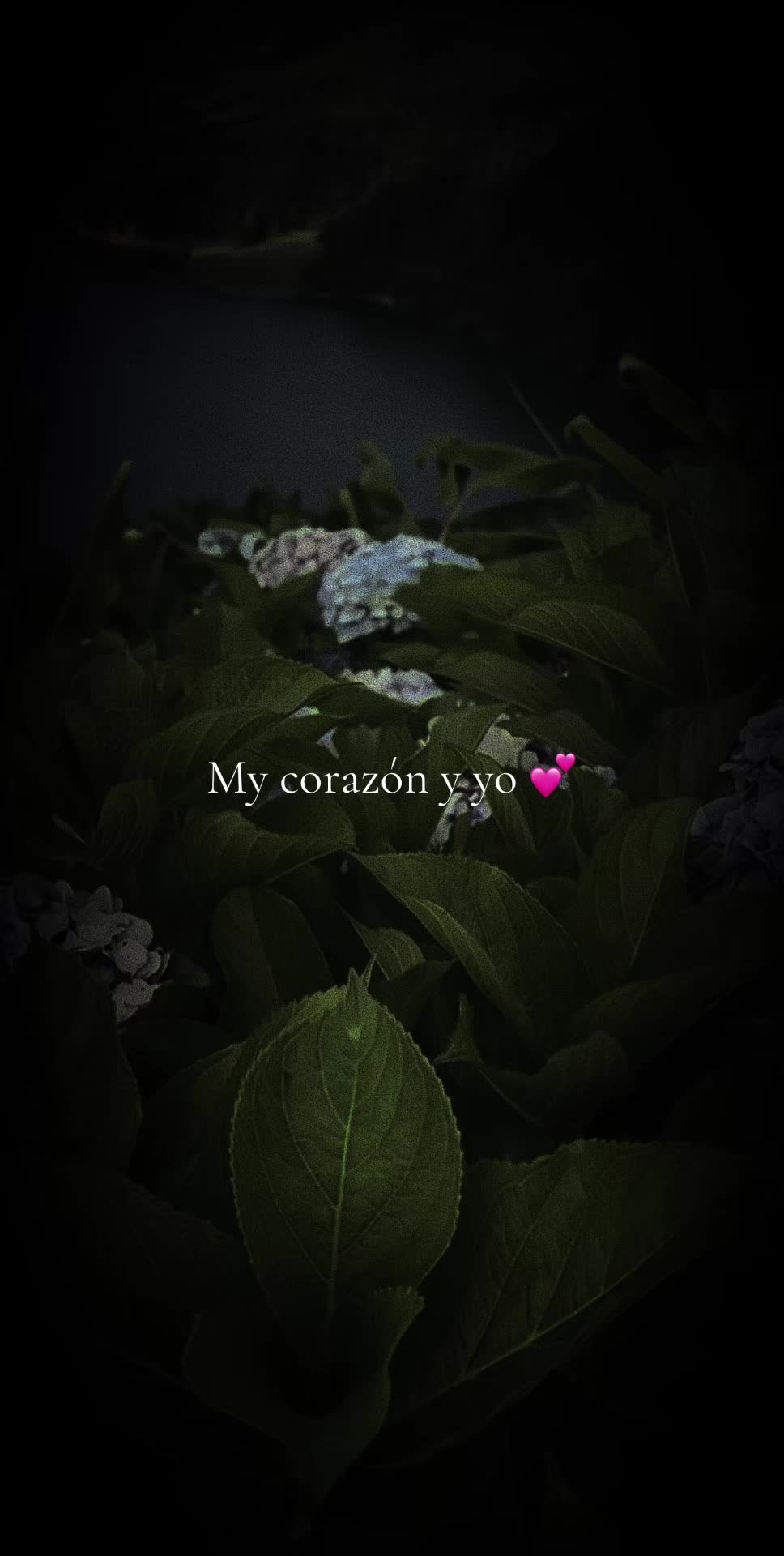 @✨️